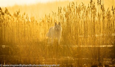 Ga onthaasten en vertragen, samen met je hond!