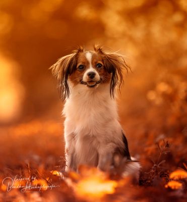 Hooggevoelige honden en wat je (misschien) nog niet wist