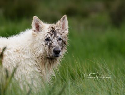 Frustratie bij honden: kan jouw hond zijn of haar geduld bewaren?