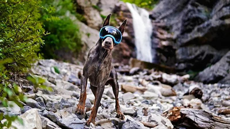 Rex Specs V2 Hondenbril