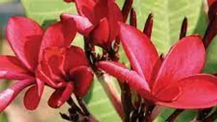 Australische bloesemremedies