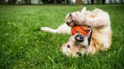 Veilige tennisbal Dog Comets Neutron Star (met pieper) Veilige tennisbal Dog Comets Neutron Star (met pieper)