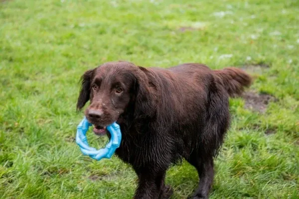 Ring van Jack and Vanilla (PLAYSCENT speelring 11 of 14 cm)