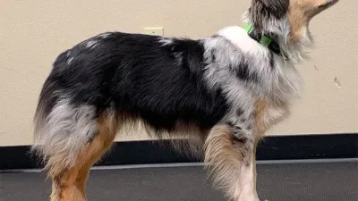 FitPaws bone mini, set of 2, Yellow