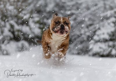 Sneeuw en overprikkeling bij je hond