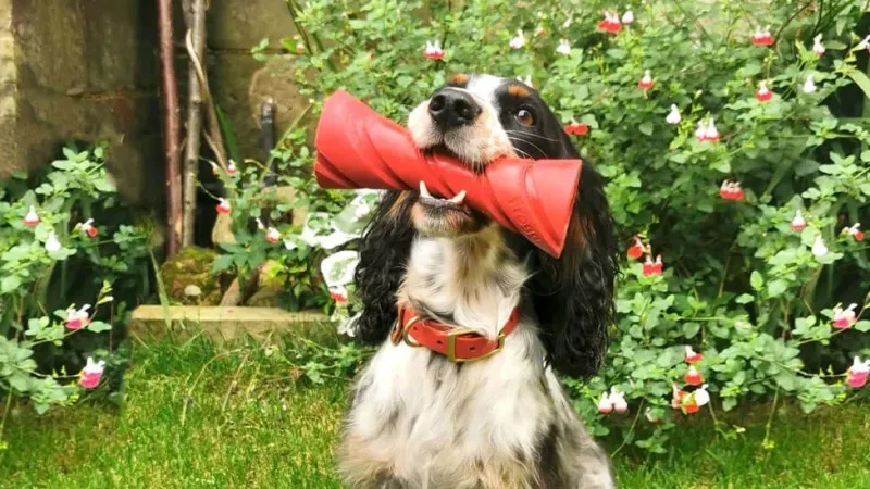 Hondenspeeltjes van Frogg Toys