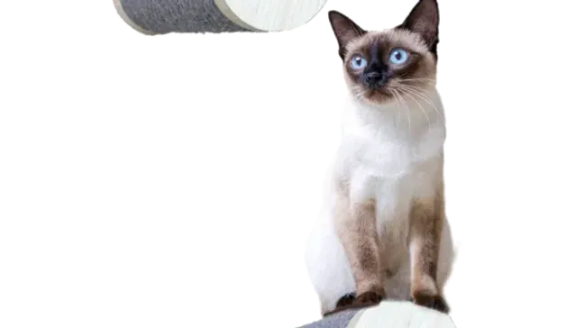 AFP Skywalk - Large Step Post Playground - 2 Pack AFP Skywalk - Large Step Post Playground - 2 Pack