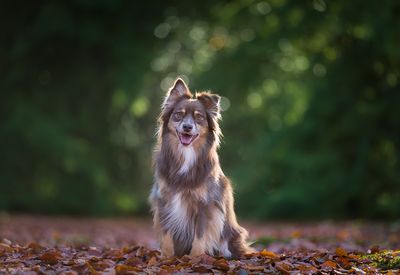 Gedragsverandering bij je hond….