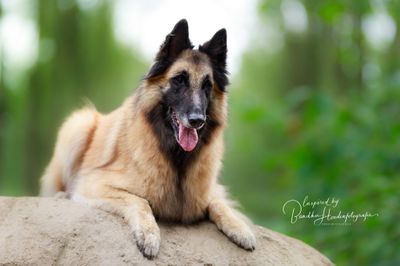 Behandeld jouw hond, andere honden als een potentieel schaap?