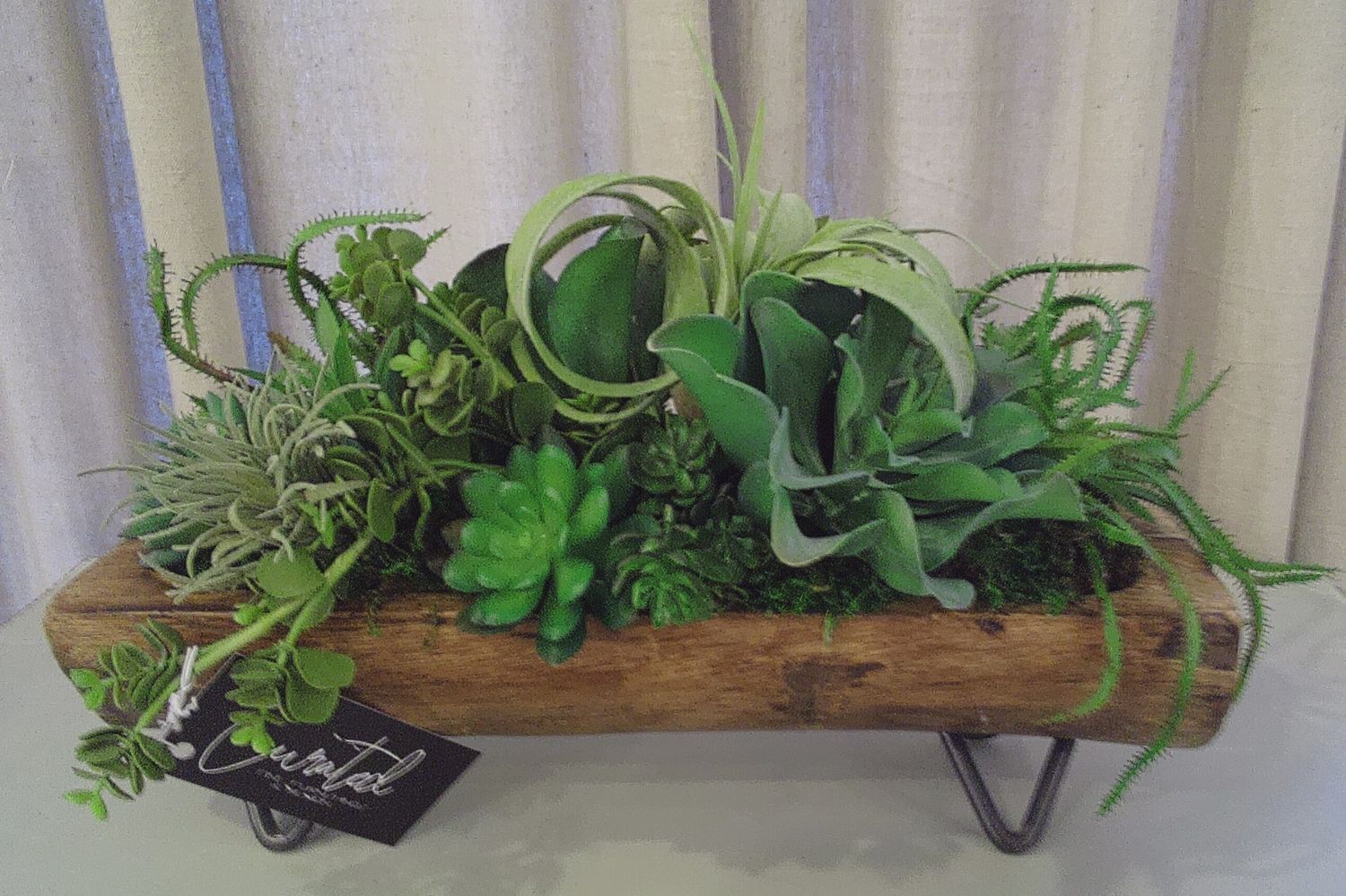 Succulent in wood