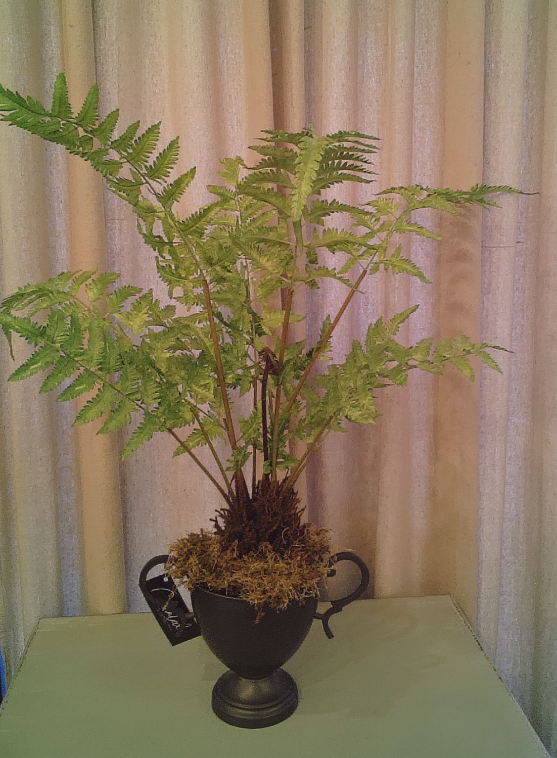 Fern in Pot