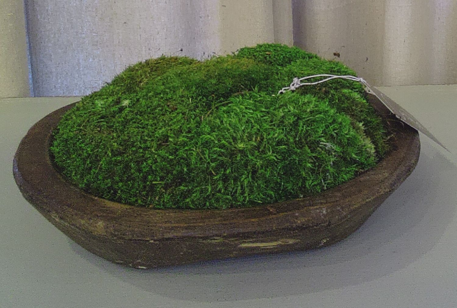 Moss in Wood Bowl