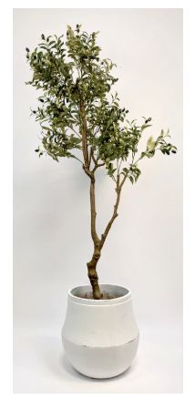 Olive Tree in White Athenian