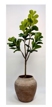 Lg Fiddle Leaf in Terra Cotta Argos