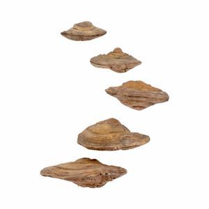 natural mushroom wall decor