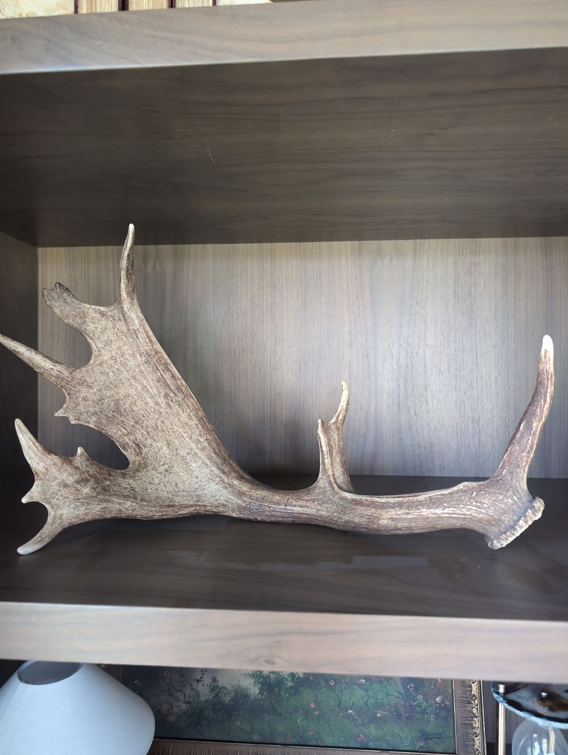 Authentic Antler