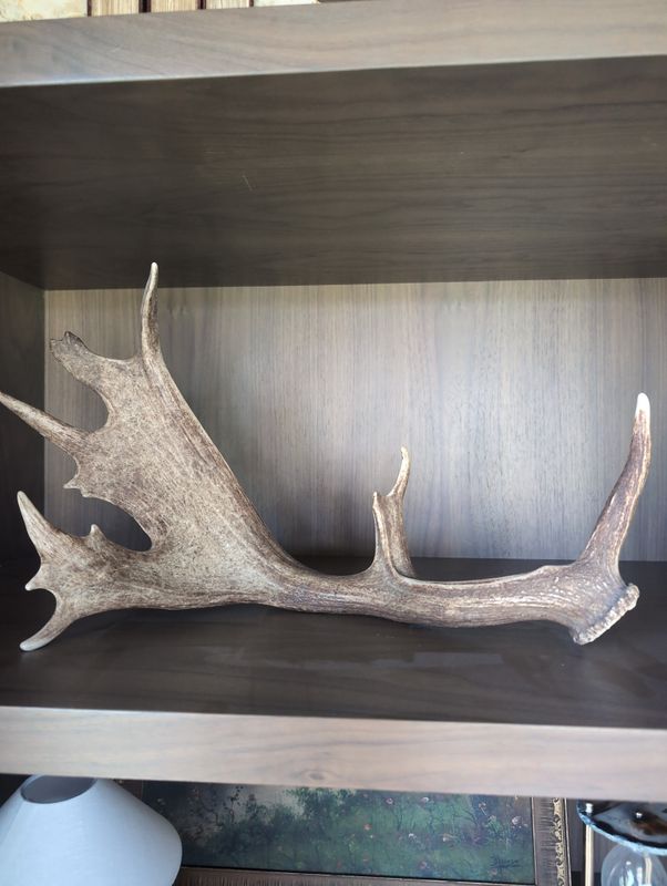 Authentic Antler