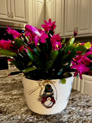 Neutral Rope Pot Cover – Handcrafted Plant Basket for Indoor Plants