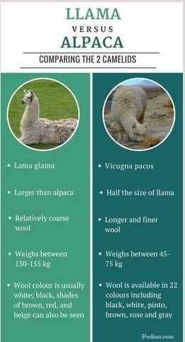 Otter Co-Op 16% Llama Pellet 20KG