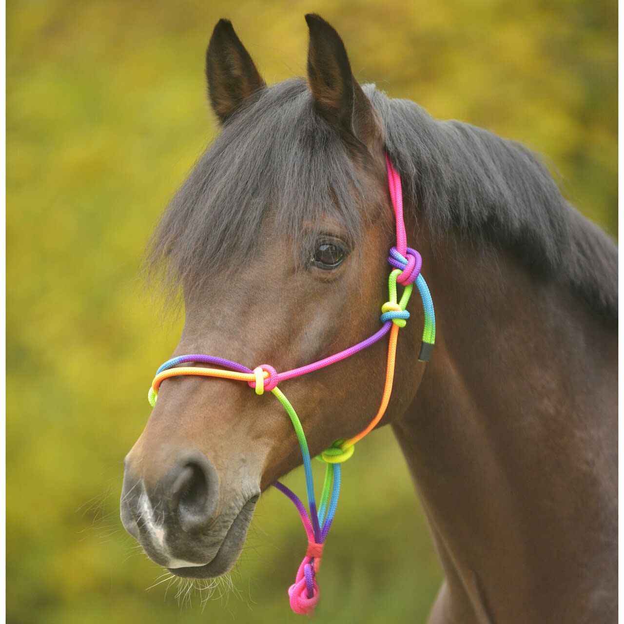 Paretti Rainbow Rope Halter Full