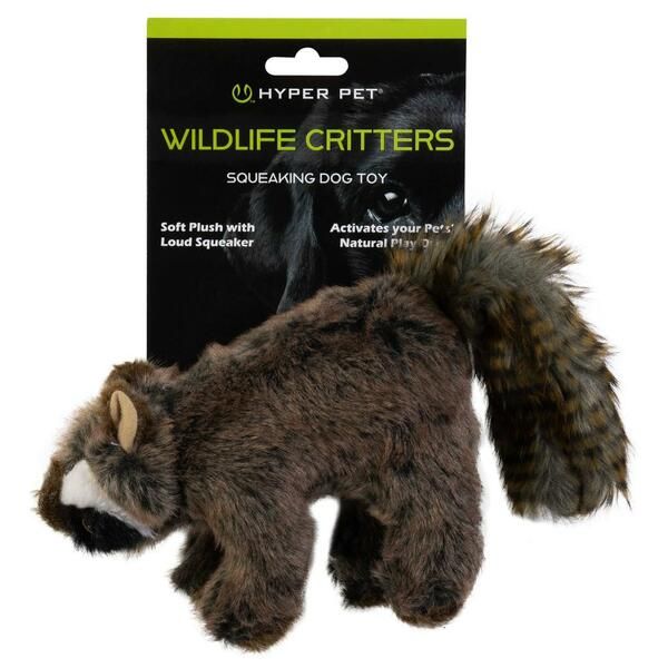 Wildlife Racoon
