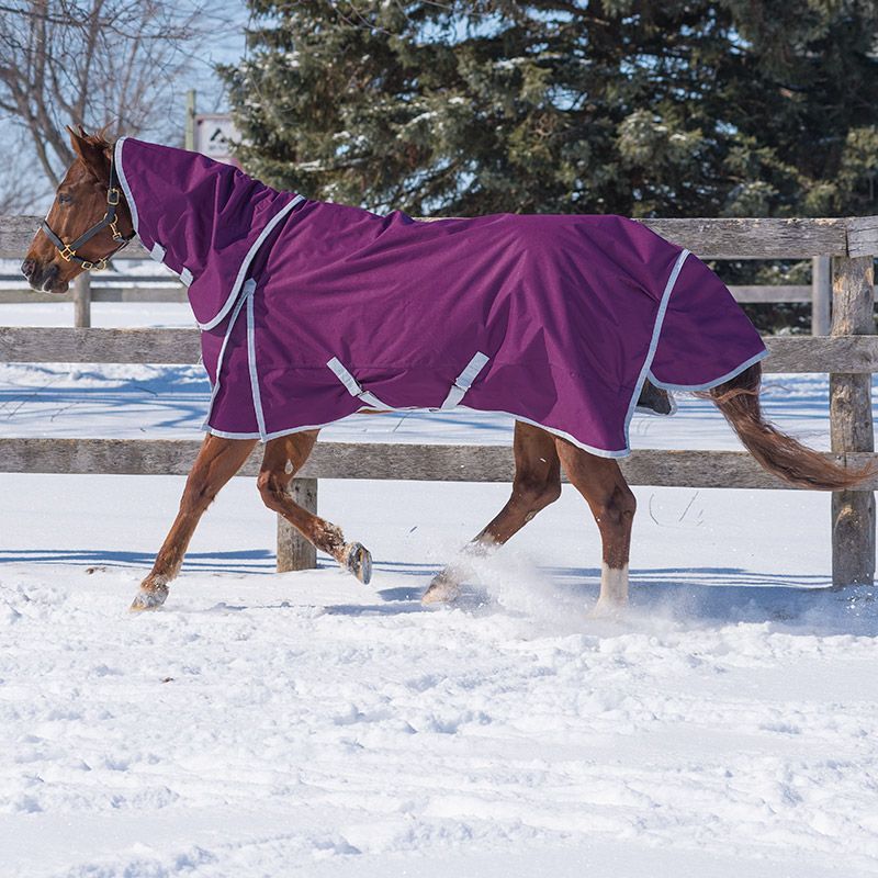 Canadian Horsewear Rainsheet - 69&quot; Plum Diablo