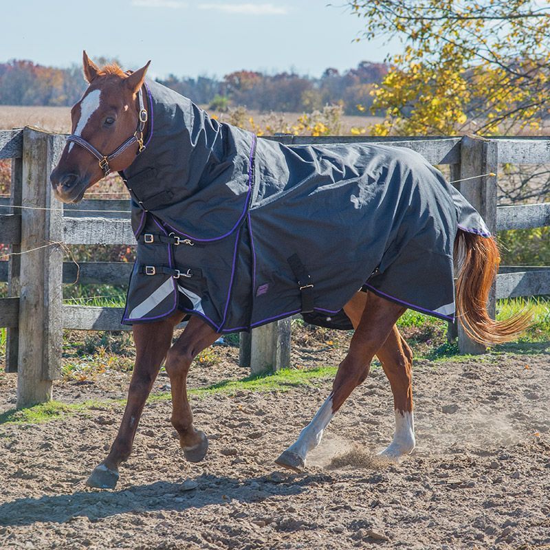 Canadian Horsewear 160gm Insulated Rainsheet - 75&quot; Violet Diablo w/ Tail Cord
