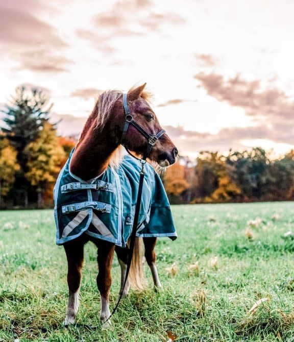 Canadian Horsewear 160gm Insulated Rainsheet - 78&quot; Fenway