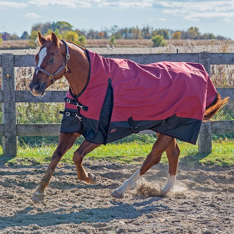 Canadian Horsewear Rainsheet - 75&quot; Harlequin