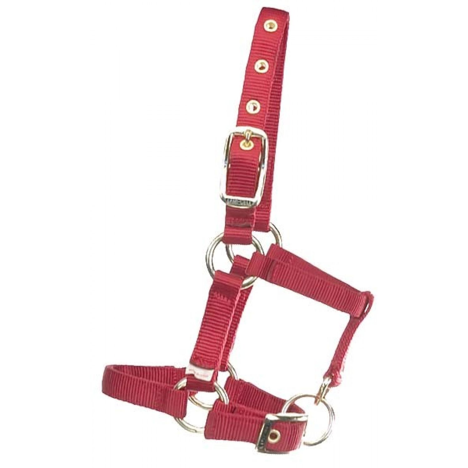 Hamilton Mini Halter Red Yearling