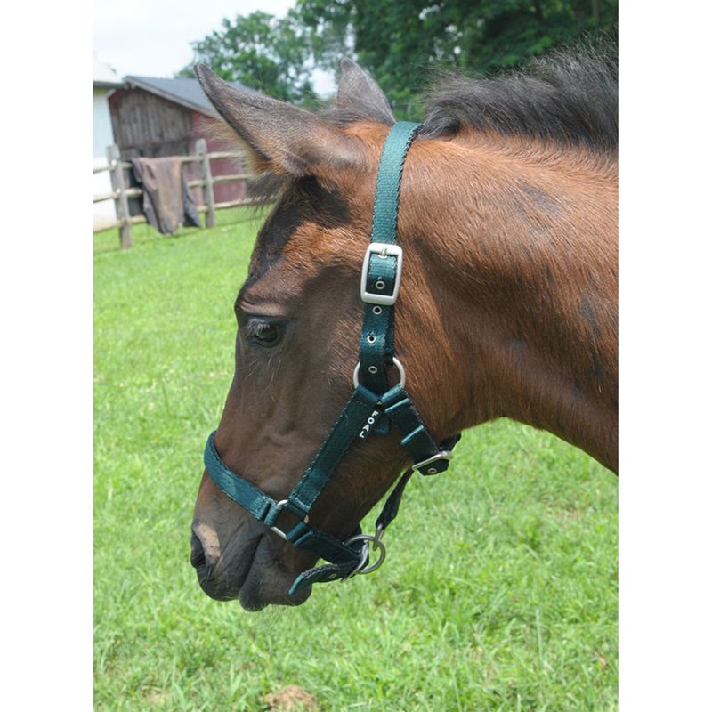 Cavalier Cushion Web Halter Foal Turquoise