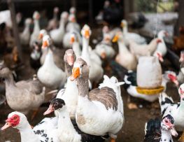 Turkey, Duck &amp; Goose