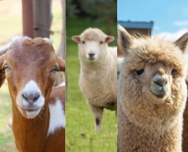 Goat, Sheep &amp; Llama