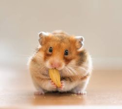 Rat, Mouse &amp; Hamster