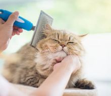 Brushes &amp; Nail Clippers