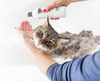 Shampoos, Conditioners &amp; Sprays