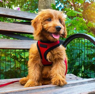 Collars, Leads &amp; Harnesses