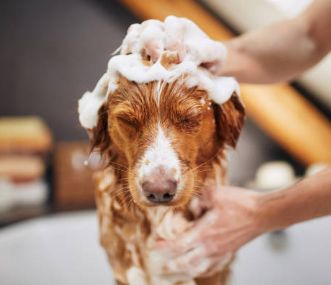 Shampoos, Conditioners &amp; Sprays