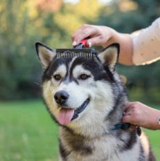 Brushes &amp; Nail Clippers
