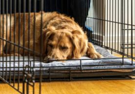 Kennels &amp; Crates