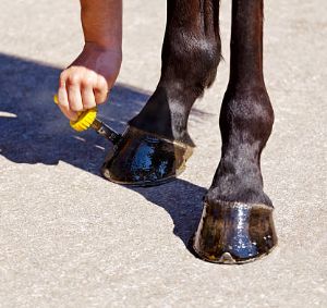 Hoof Care