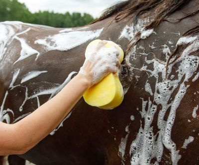 Shampoos, Conditioners &amp; Sprays