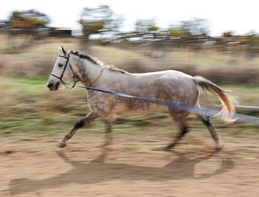 Lunge Lines &amp; Whips
