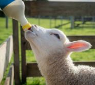 Bottles &amp; Accessories