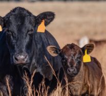 Ear Tags &amp; Markers