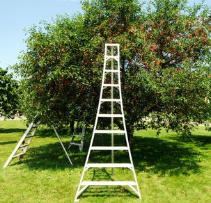 Orchard Ladders