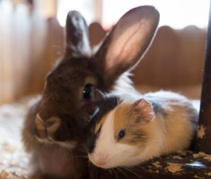 Rabbit &amp; Guinea Pig