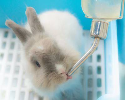 Feeders &amp; Waterers