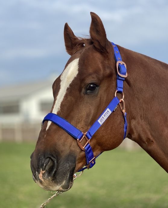 Padded Nylon Rose Gold Halter Blue Pony