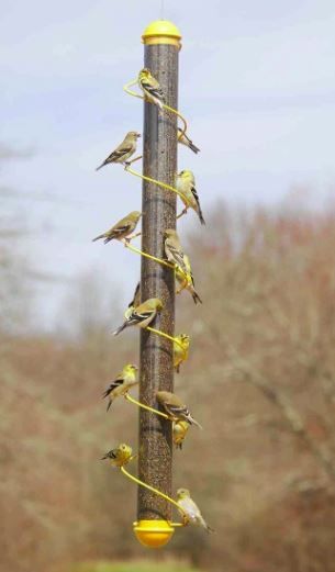 36" Nyjer Finch Feeder Yellow